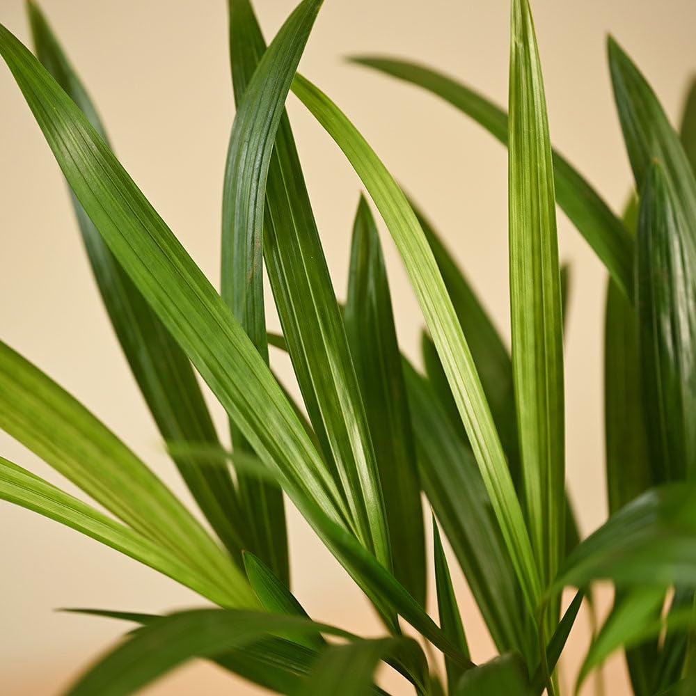 Ugaoo Areca Palm - Live Air Purifying Plant -5 Ugaoo Areca Palm - Live Air Purifying Plant -5