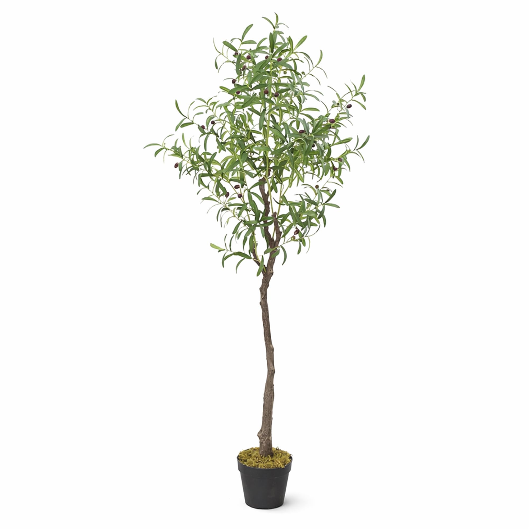 rhododendron pinguin Pacific Rhododendron (Rhododendron macrophyllum) – Sparrowhawk Native Plants