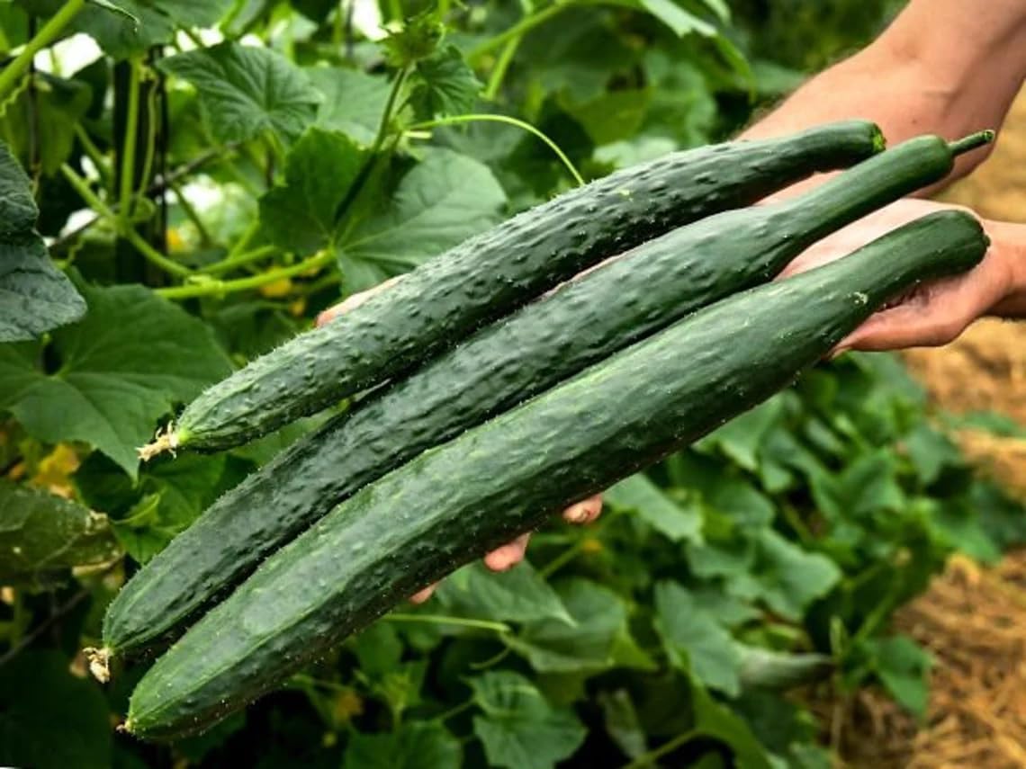 100 Seeds China Jade Burpless Cucumber Seeds; Non-GMO Heirloom; Great Germination Rate; Apr 2024 Test Date