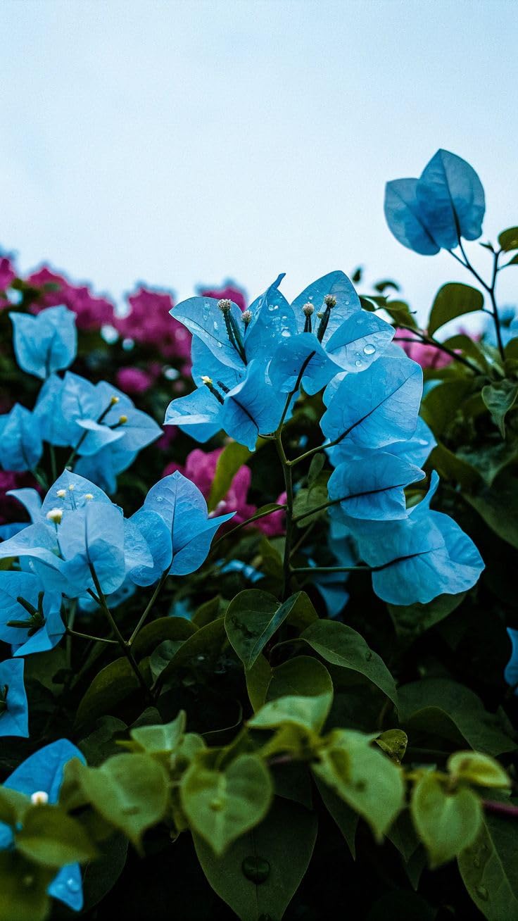 Rare, BLUE Bougainvillea(Kagoj Ful) Live Flowering Plant/Indoor Outdoor & Balcony Beauti Decorative Flowering Plant pack of 1