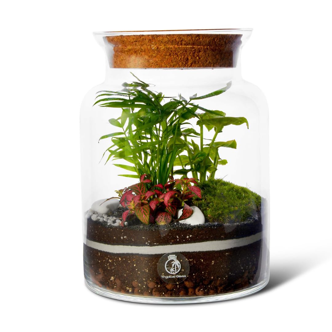 Complete DIY Terrarium Kit with 3 Live Plants & Moss (H: 25cm) with LED Cork Lid Closed Glass Jar Ecosystem – Indoor Gardening Gift for Adults & Beginners – Includes Substrates & Step-by-Step Guide — image 1