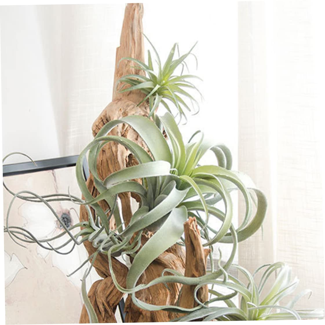 Amazon.co.jp: 人工エアプランツ、厳選されたチランジアエアプランツ
