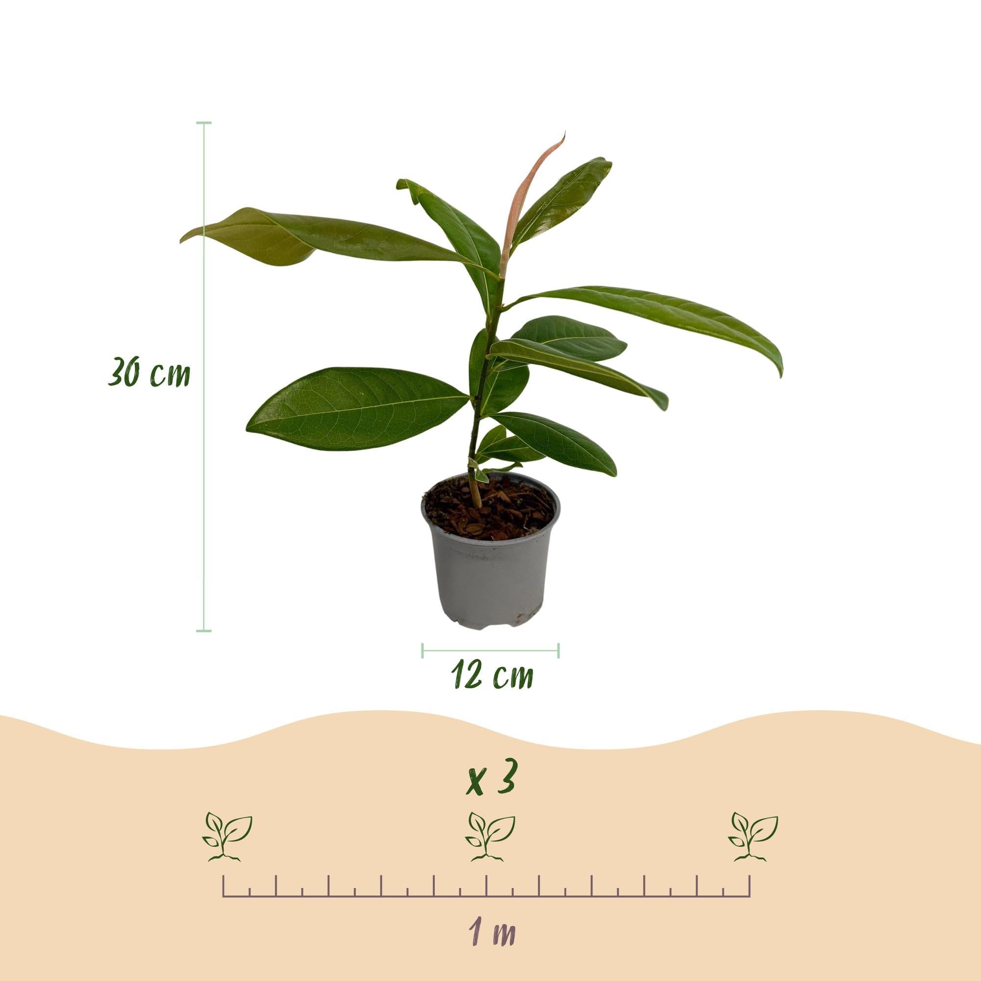 Magnolia grandiflora – 3 rośliny – 12 cm – wysokość ok. 30 cm – wiecznie zielona magnolia z dużymi, kremowo-białymi letnimi kwiatami na grządki, balkon i taras – łatwa w pielęgnacji i dekoracyjna