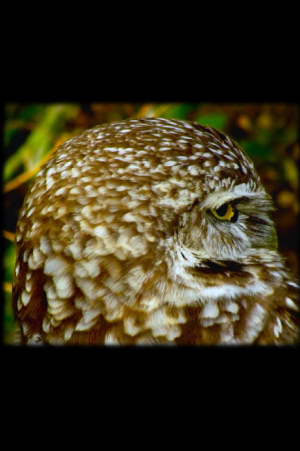 Blank Weekly Planner: Owl