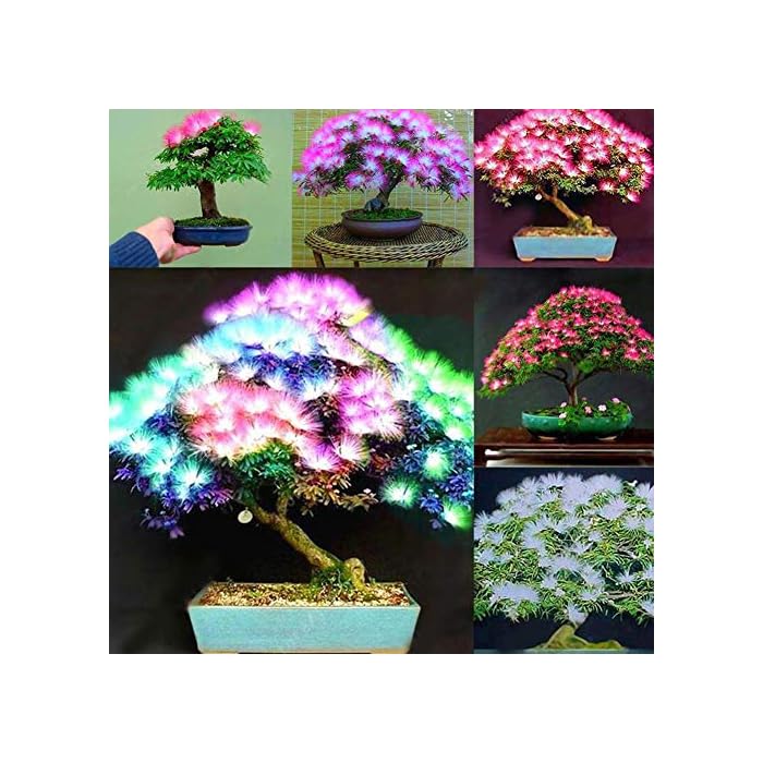 Buy WskLinft 20Pcs Mixed Julibrissin Acacia Flower Seed Mimosa