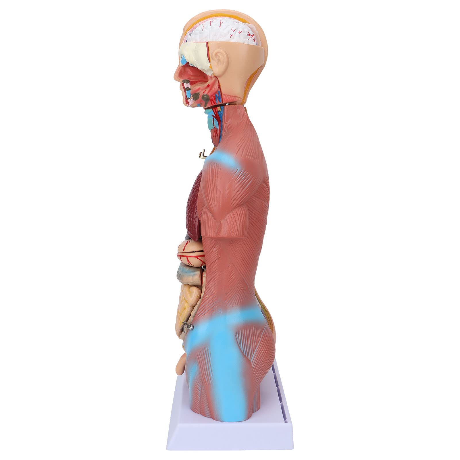 Fabater Modello di Torso Umano Rimovibile 17,7 Pollici Modello Anatomico del Corpo Educativo per Insegnamento, Scuola, Ospedale - Strumento di Apprendimento della Struttura dell'organo Cerebrale