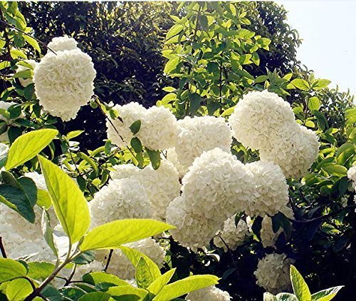 ScoutSeed 20 Semillas de flor de hortensia blanca Laurustinus Garden Flowers S029