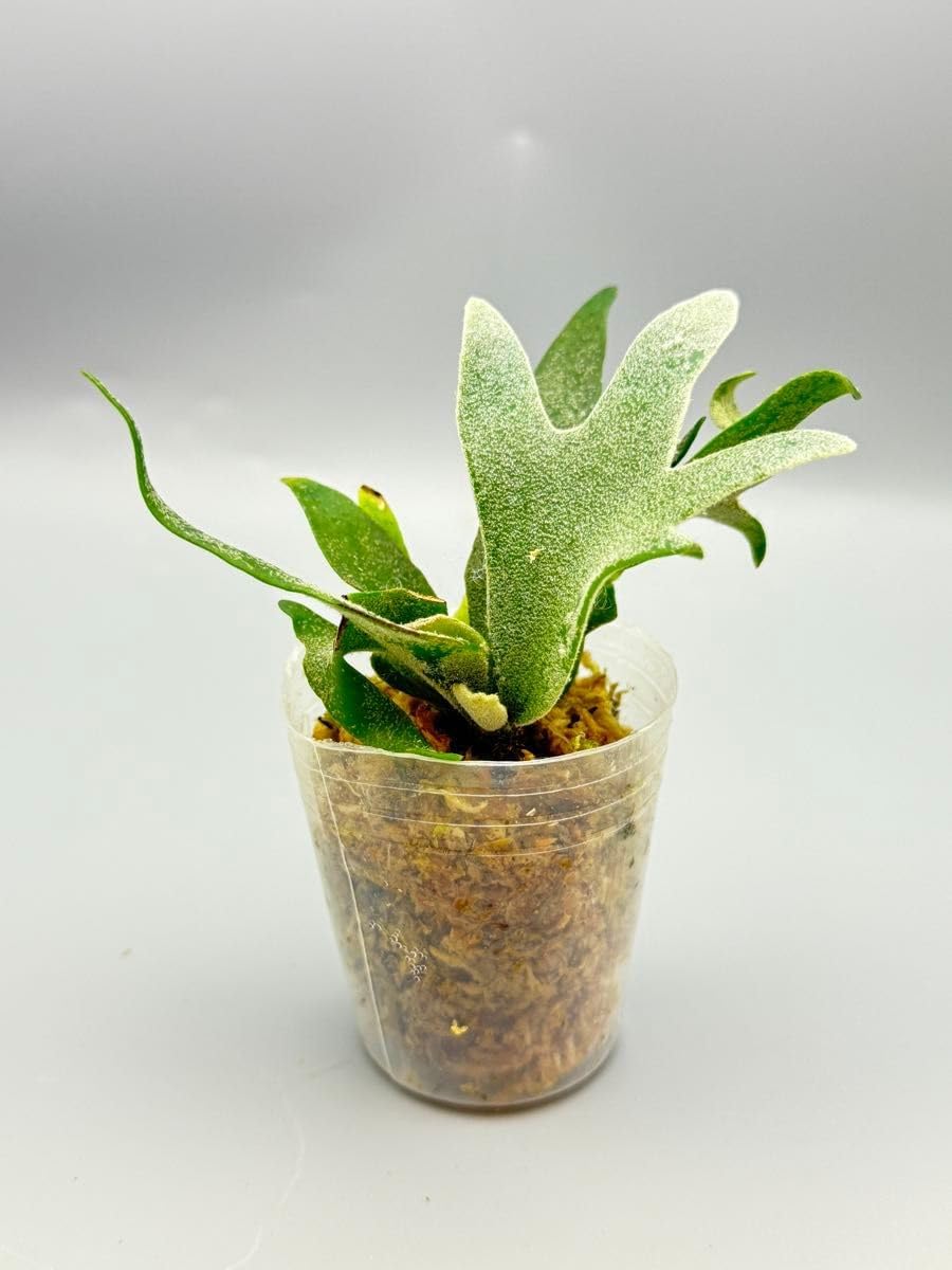 ビカクシダ P.willinckii cv Antler Crown sporeling P. A60 P