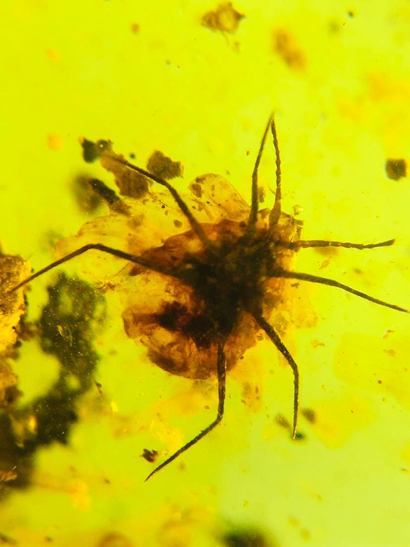 Burmese burmite Cretaceous Scale Insect Fossil Amber Myanmar