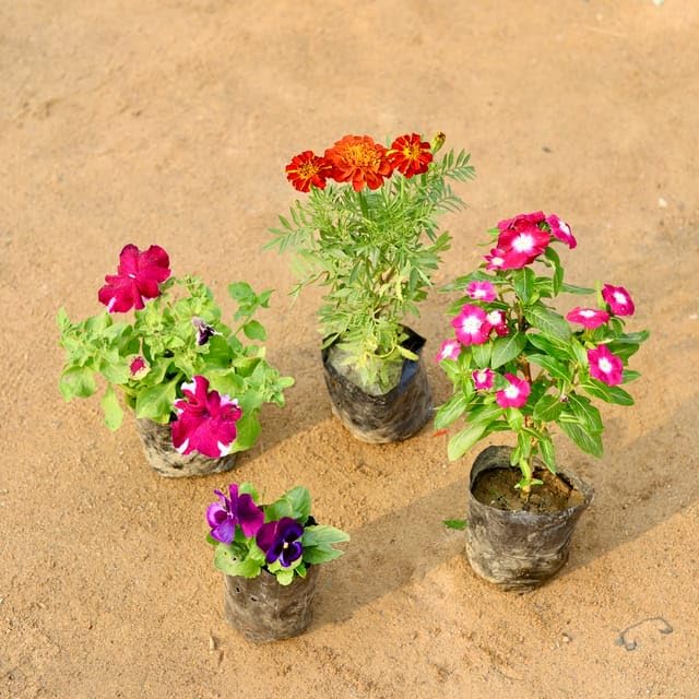 Set of 4 - Mphmi Seedless Plant Me Flower Plants Petunia, Marigold/Genda French, Vinca/Sadabahar Hybrid & Pansy (colour) in 4 Inch Flower Live Nursery Plant (B0CXTP24KR) Amazon Price History, Amazon Price Tracker