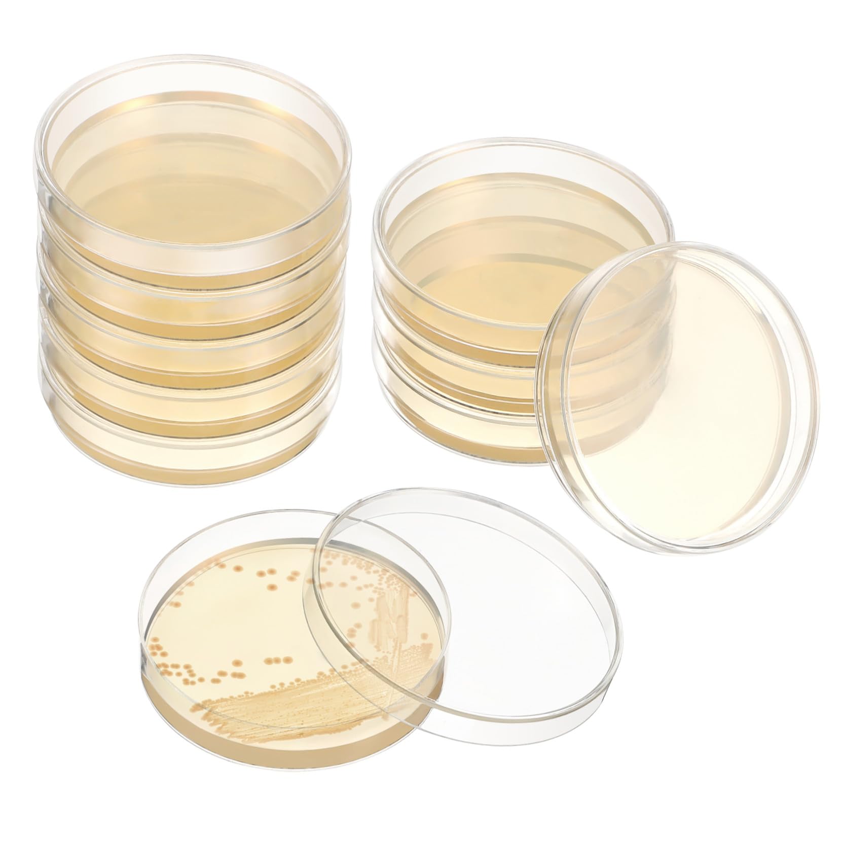 Piastre Petri Agar Nutritivo da 7cm, 20 Pezzi Pronte all'Uso | Microrganismi, Analisi Microbiologiche, Scuola e Lezioni di Scienze, Facili da Trasportare, Studenti Ricercatori