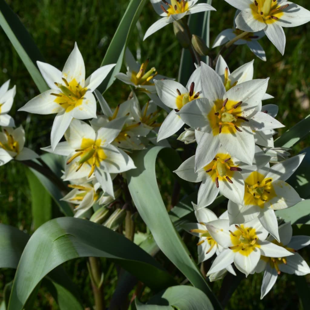 Steingarten-Tulpen mindestens 3 Sorten (250 Zwiebeln)