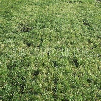 Kiepenkerl 2118 Pferdeweide 10 kg