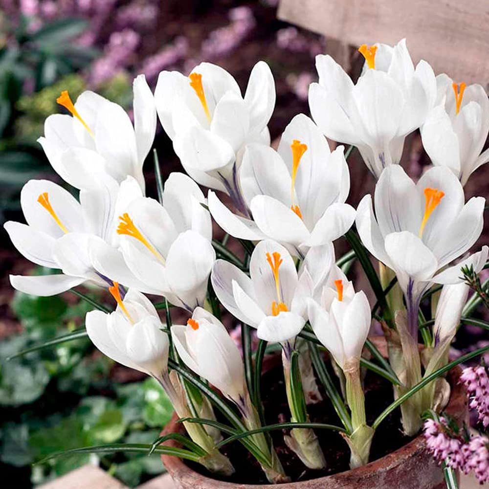 Crocus Jeanne d’Arc 40 Bulbs Garden Hardy Flowering Bulbs by T&M