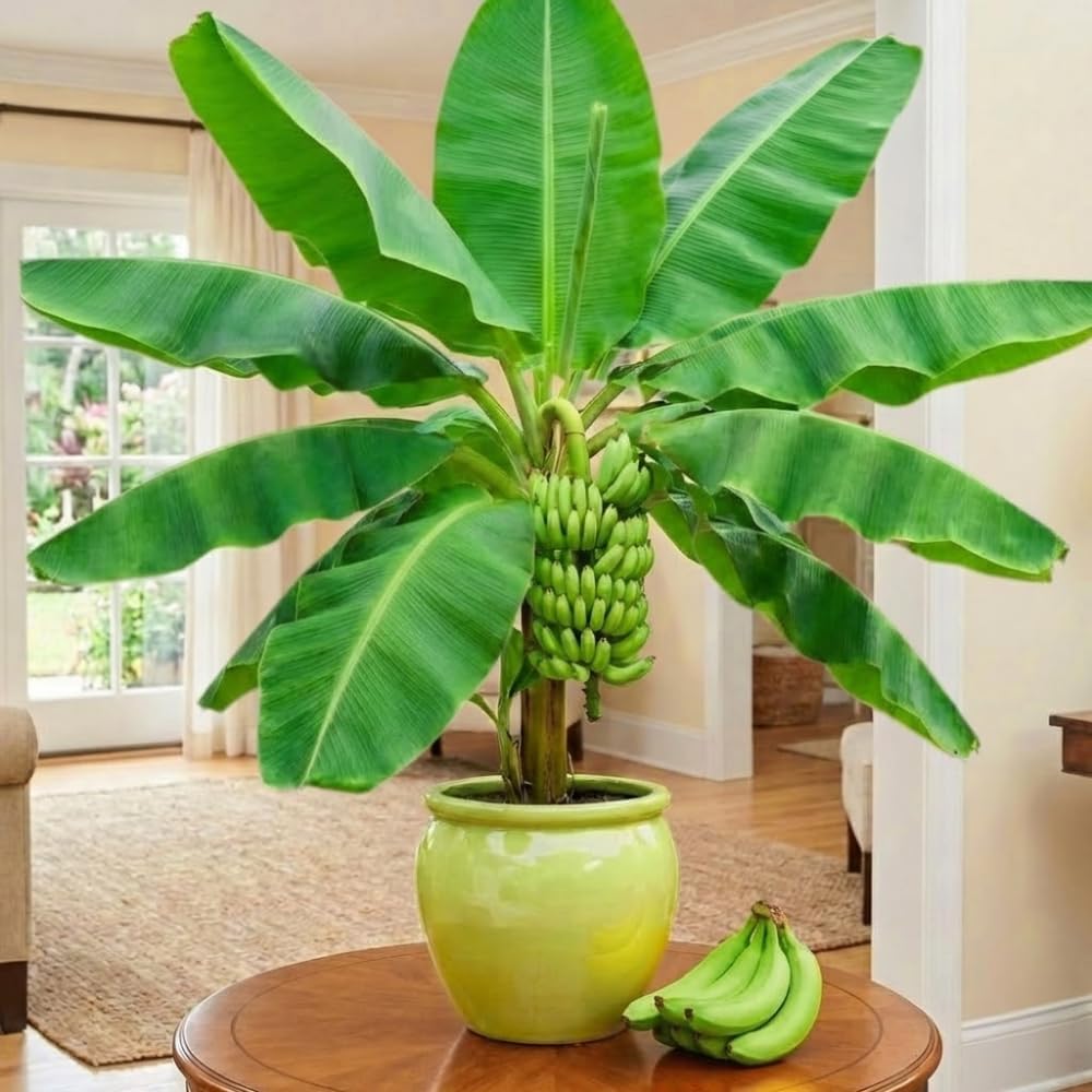 Dwarf Cavendish Banana Tree High Yield, Banana Live Plant Tropical Fruit, Easy to Plant Outdoor Banana Plants, 5-7 Inc Tall, Well-Rooted, No Pot, Winter Hardy