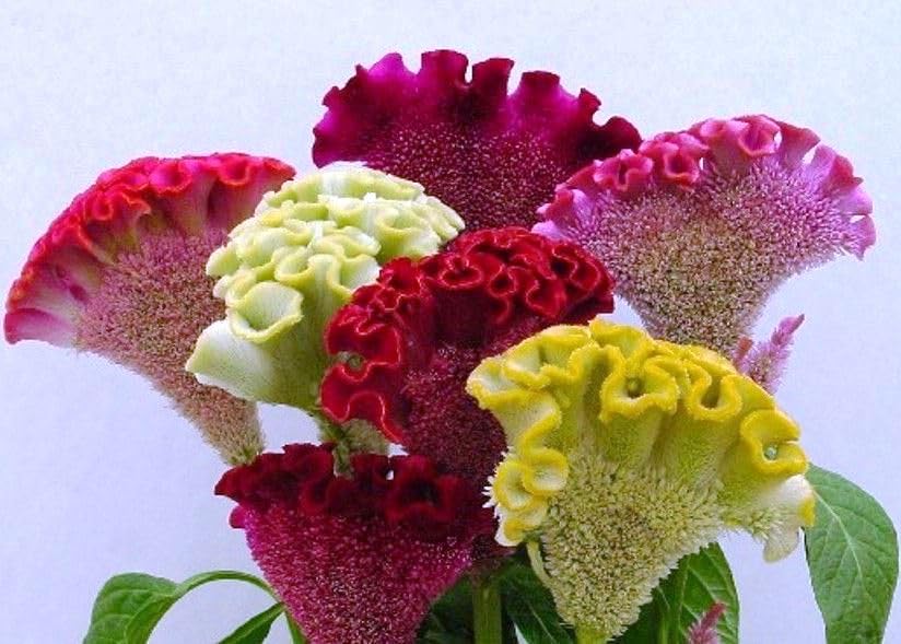 KIRA SEEDS - Seeds Cockscomb Mix - Celosia - Annual Flowers for Planting