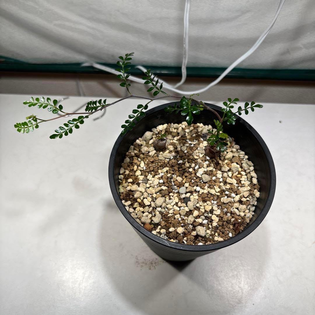 楽天イーグルス 実使用 バット 牧田明久 直筆サイン入り 2025年最新