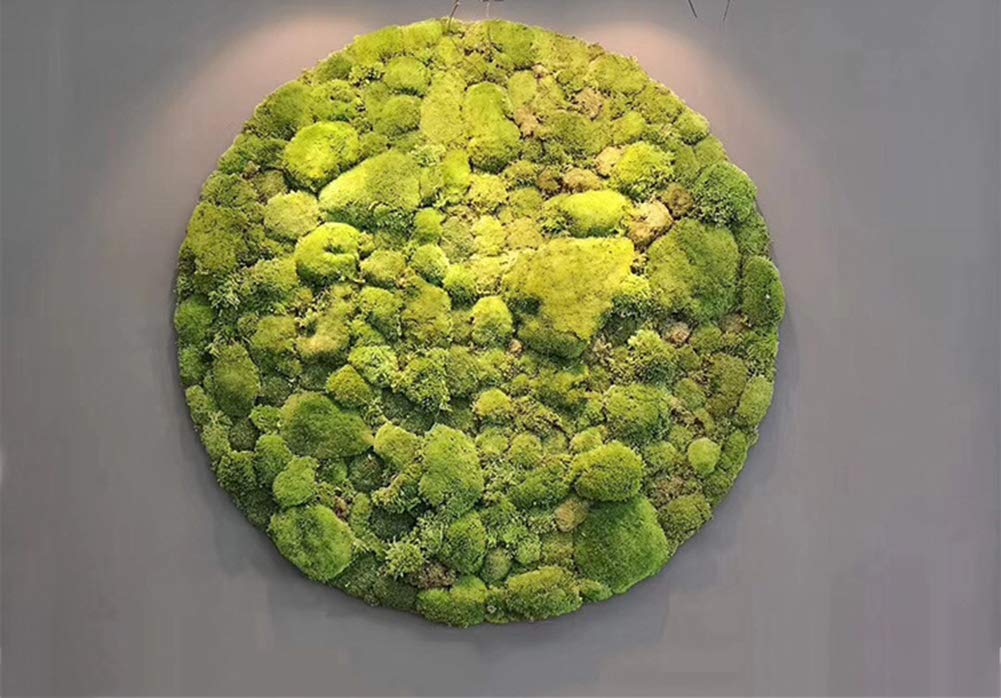 Amazon.co.jp: 苔の壁の装飾 本物の保存苔、不滅の苔植物の壁
