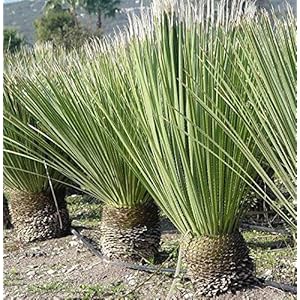 Dasylirion seratiefolie – totale hoogte 30-40cm – pot Ø 13cm