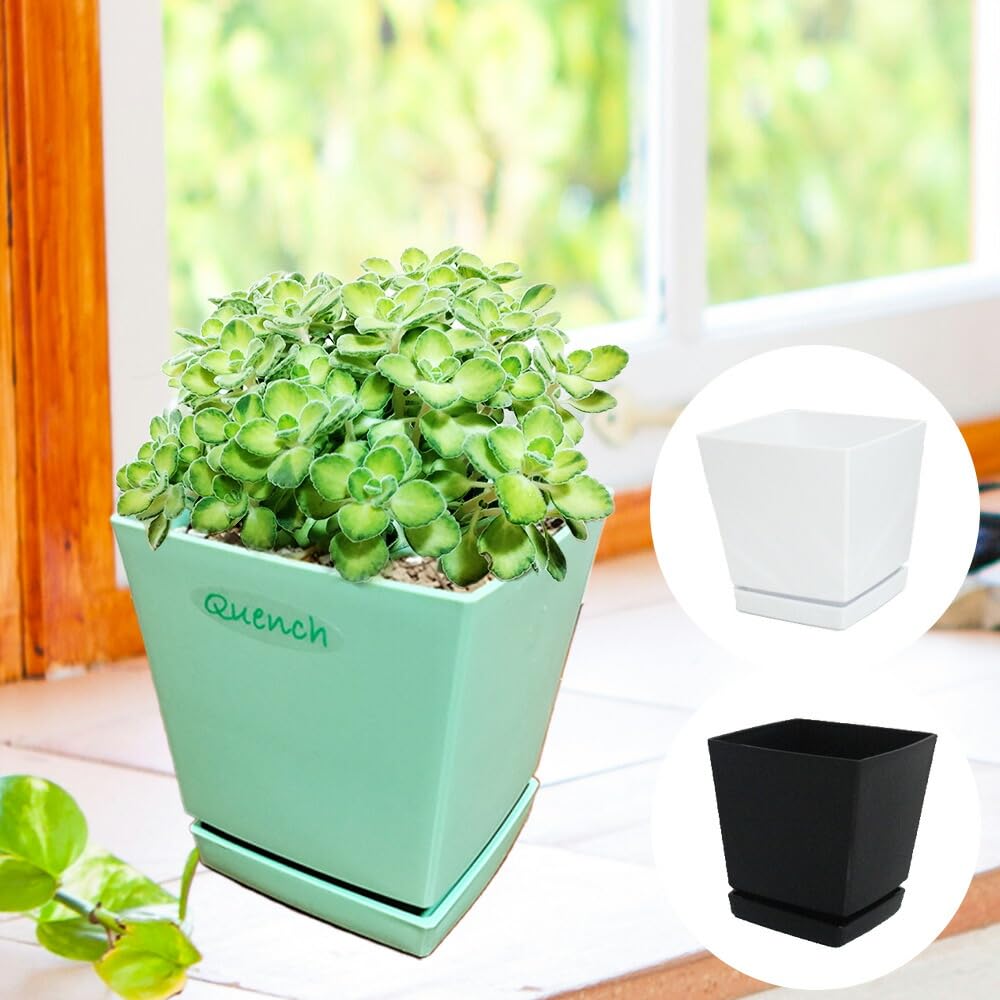 Amazon.co.jp: 【 植え替え不要 】選べる 種類×鉢色 斑入りアロマ