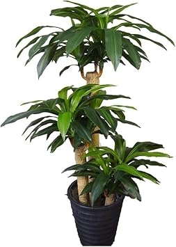 Artificial Tree Artificial Trees Simulation Tree Height Imitation Brazilwood Bonsai Floor Living Room Office Artificial Tree Decoration Faux Plants