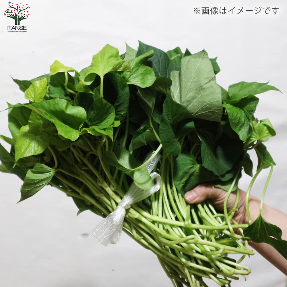 さつまいも苗【⭕️あまはづき500本⭕️】【4月下旬〜5月上旬発送