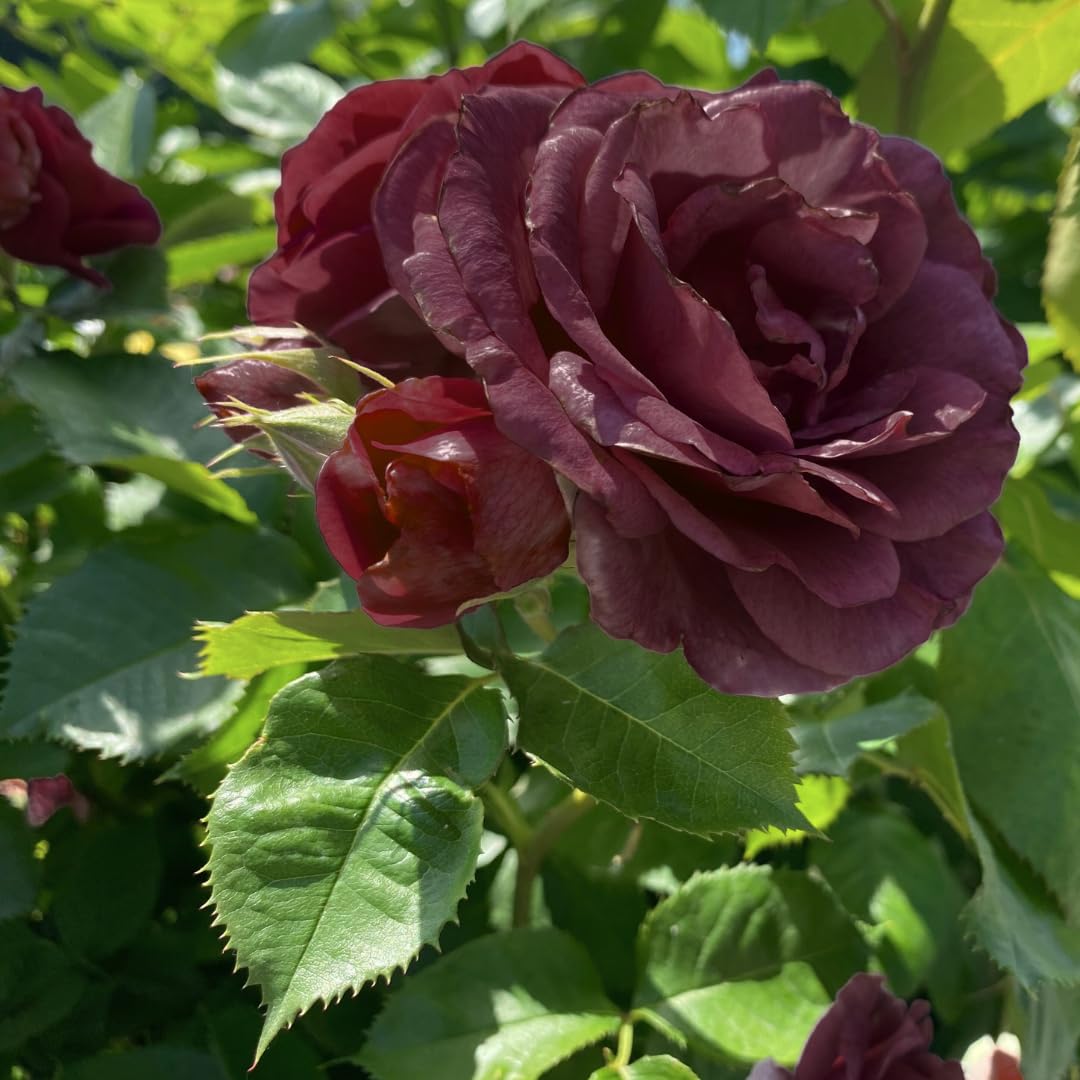 acquaverde | Rosa Nera in Zolla 40 cm, Pianta Perenne a Radice Nuda per Giardino e Vaso, Rose Resistenti, Profumate e Facili da Coltivare