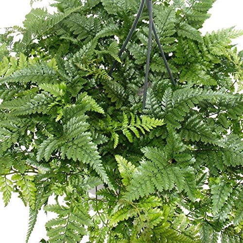 hedera ikea English Ivy | Trailing Houseplant UK main image 1