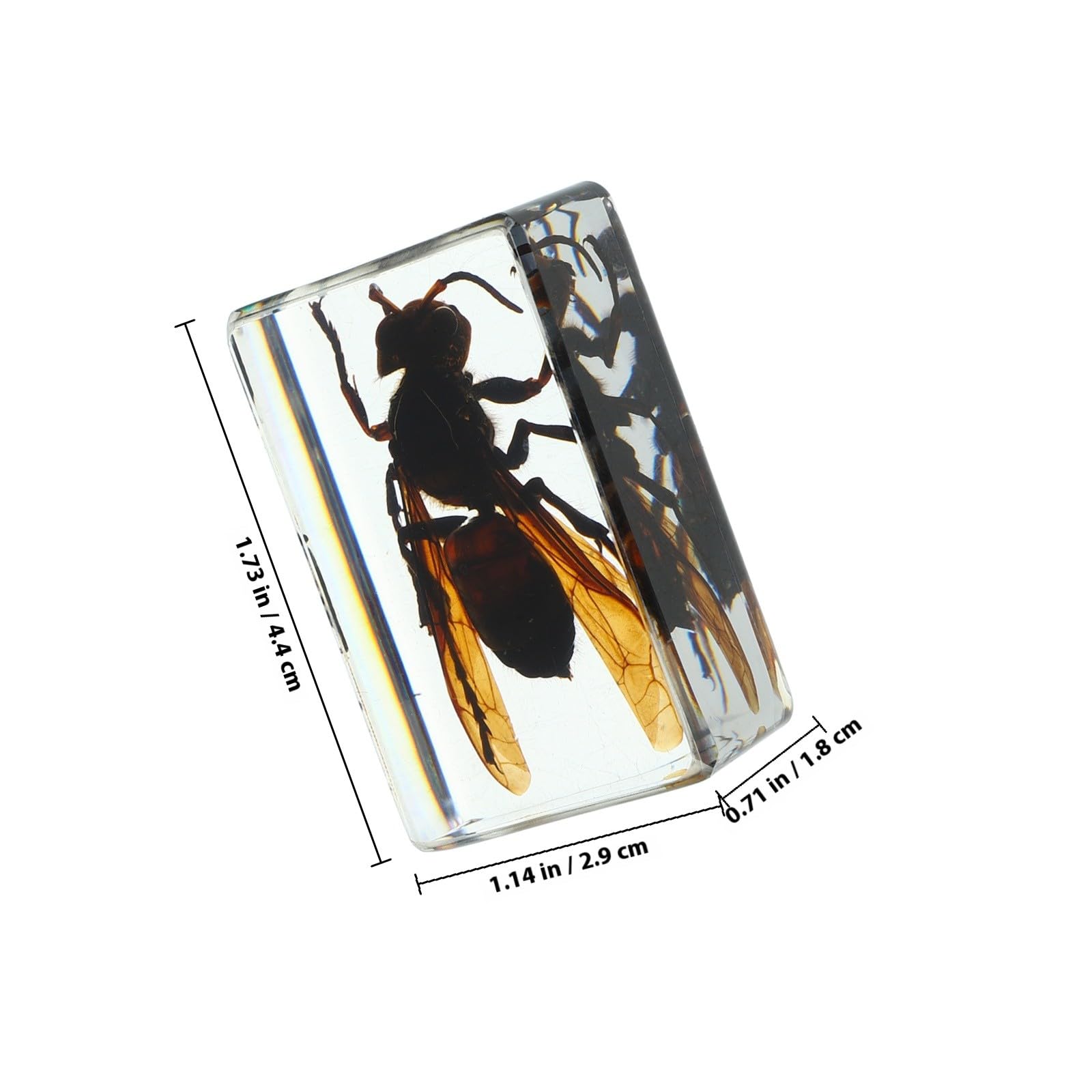 6 Piezas de Insectos de Resina Vista Clara de Estructura Interna, Especímenes Confiables para Colección y Decoración del Hogar