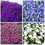 5000+ Perennial Cascade Mixture Lobelia Seeds for Planting Outdoors-Lobelia Ground Cover Seed Flowers Planting Non-GMO Heirloom