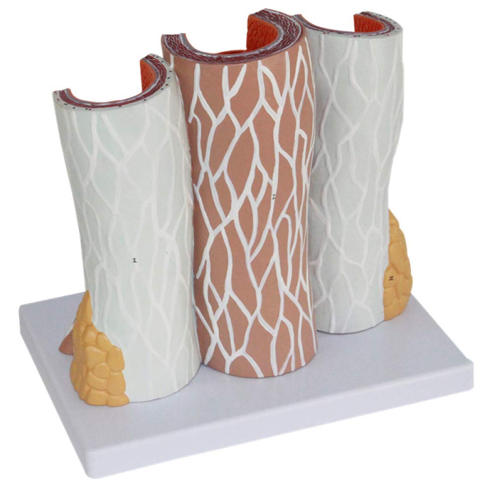 Anatomiczny model powiększenia tętnicy i żyły model ludzkiego naczyniowego struktura naczyniowa powiększenie model tętnio-żylny