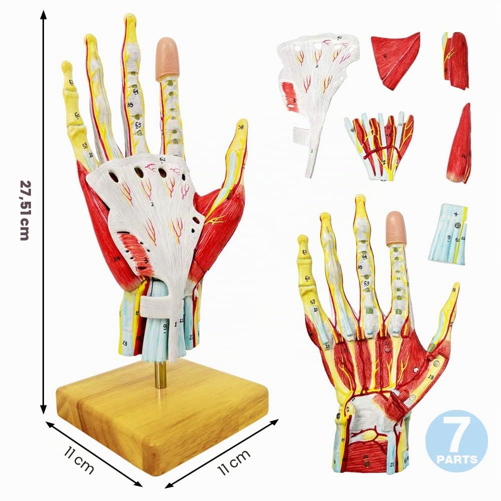 NEW HORIZON Medizinisches Anatomisches Handskelettmodell mit Muskeln, Bändern, Nerven und Blutgefäßen, 7 Teile, Lebensgröße, magnetisch, einfache Montage (Handmodell)