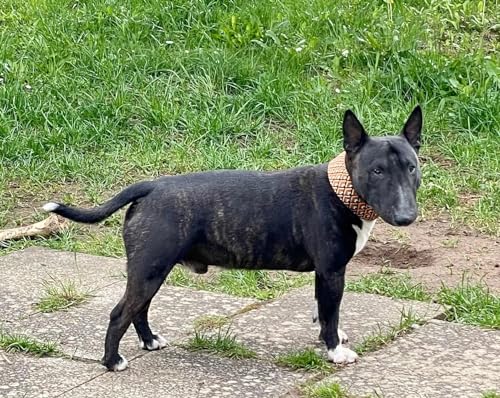 Zugstopp Halsband mit Polsterung, Martingale, gepolstert, 5 cm breit, Trainingshalsband, verstellbar, dog collar (bis 38cm Hals- 44cm Kopfumfang inkl 6cm Zugstopp, Metallteile: Stahl)