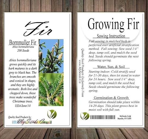 Abies Bornmulleriana (Bornmuller Fir) Tree Seed, Nice Silvery Undersides Great Smelling, You Choose The Quantity (1 Pack) #TOP6