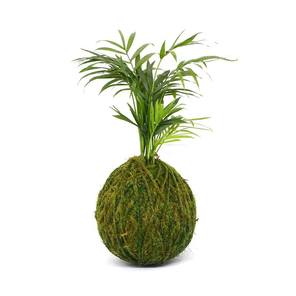 myBageecha Kokedama Moss Ball - Chamaedorea Elegans (B09GKJYYWG) Amazon Price History, Amazon Price Tracker
