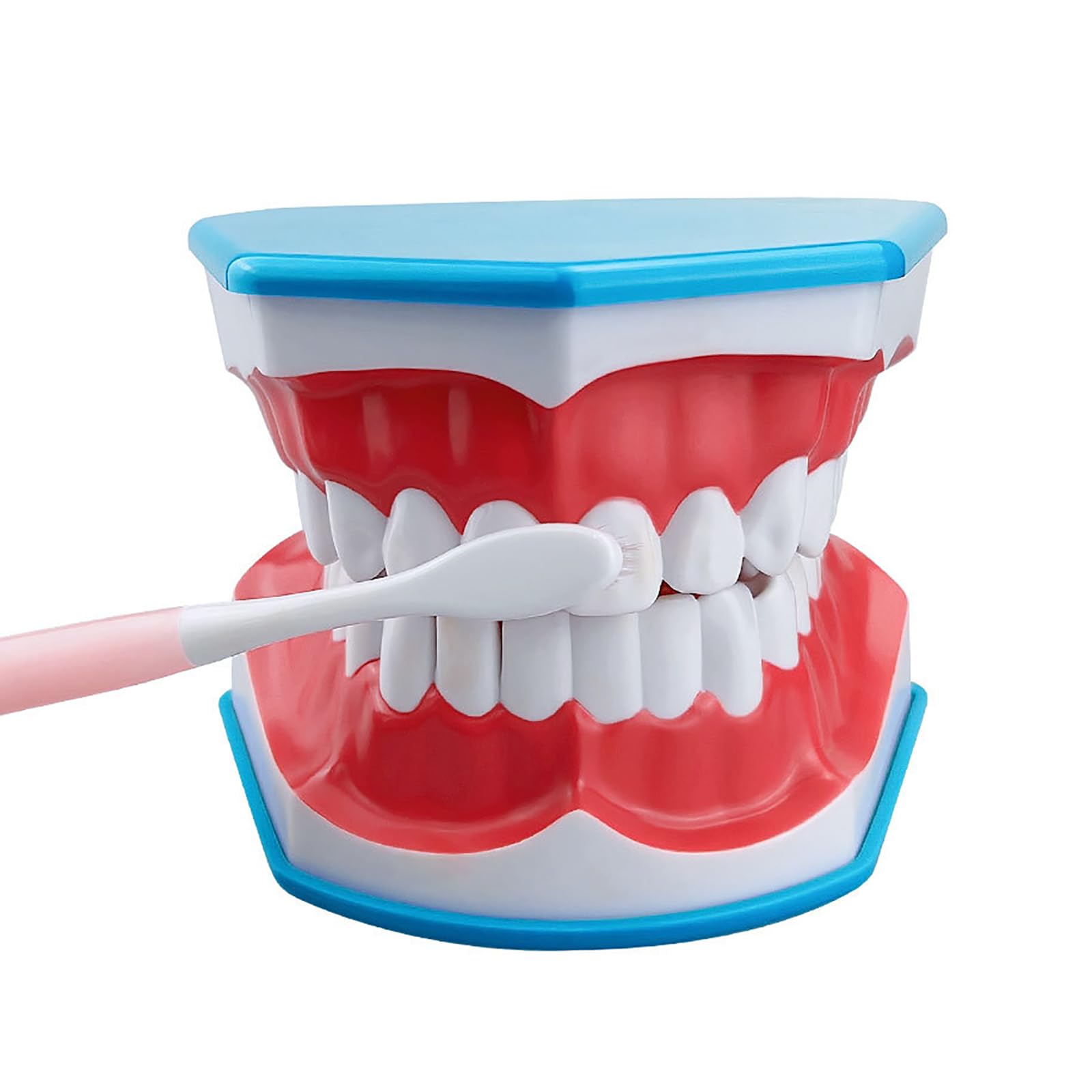 Modello Standard Per Studio Odontoiatrico, Modello Per Denti Dentali 2 Volte Grandi, Forniture Per Studio Odontoiatrico Per Bambini Con Lingua Rimovibile, Angolo Di Apertura Di 180°, Per Scuole