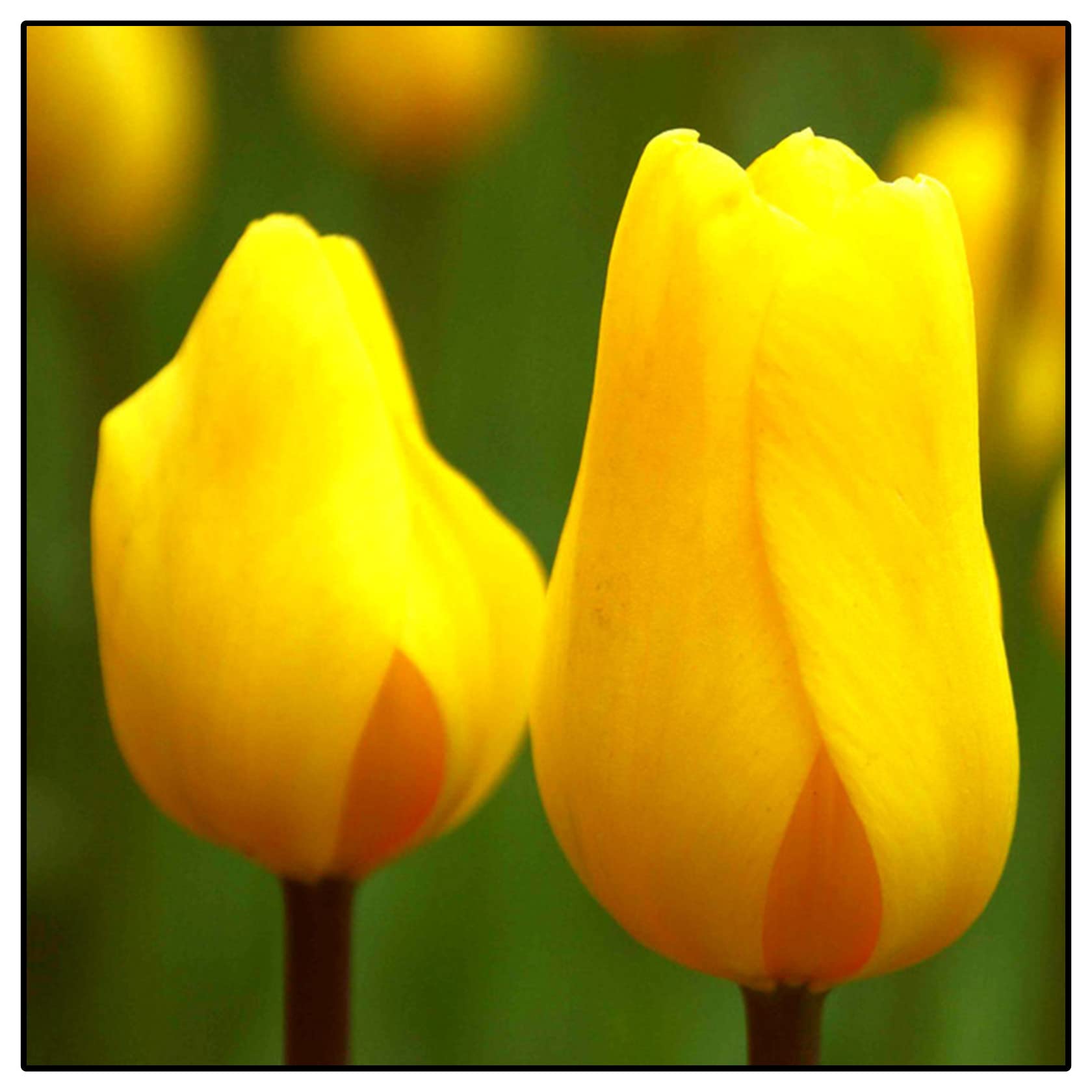 Tulip Bulbs-Hardy, That Grow Fast/Golden Jade Carving, Strong Plants, Wedding Flowers, Easy Plant, 15bulbs-d