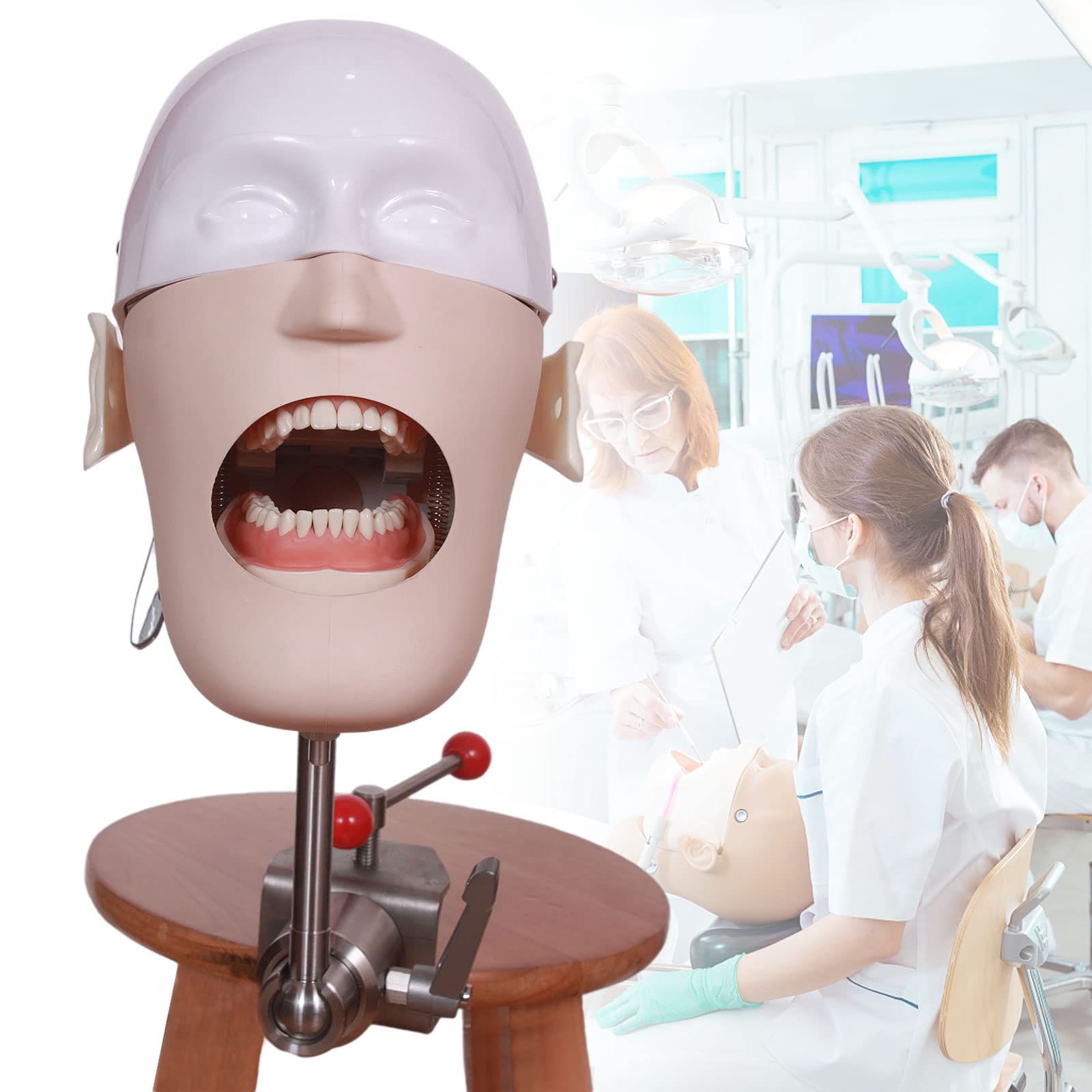 Buy Dental Phantom Simulator Head Model, Dental Teaching Aids Model