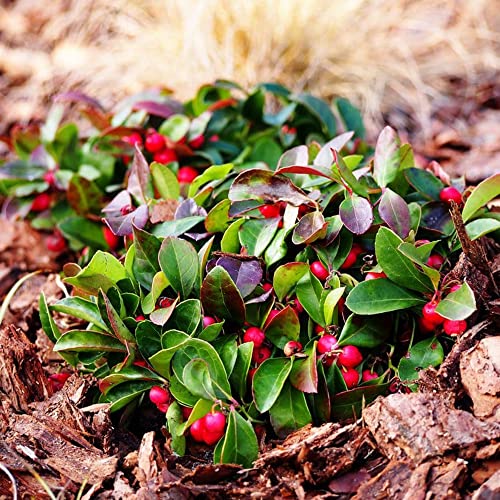 Creeping Wintergreen Seeds Gaultheria Procumbens Low Growing Spreading Evergreen Shrub Fragrant Edible Berries Ground Cover Patio 20Pcs Shrub Seeds By Yegaol Garden #TOP16