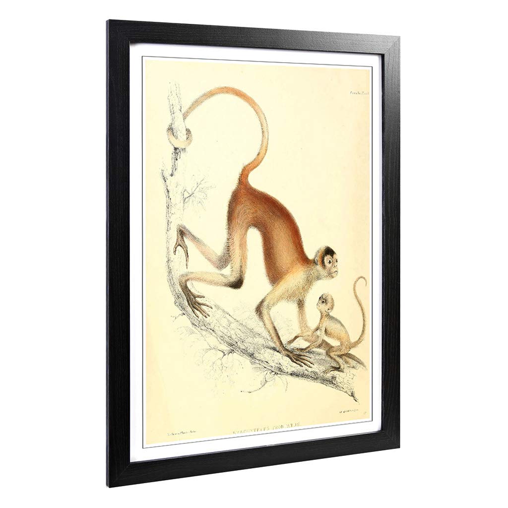 Big Box Art Framed Print of Vintage Joseph Wolf Woolly Spider-Monkey Design | Wall Art Picture | Home Decor for Kitchen, Living Room, Bedroom, Hallway, Black, A2 / 24.5x18 Inch / 62x45cm
