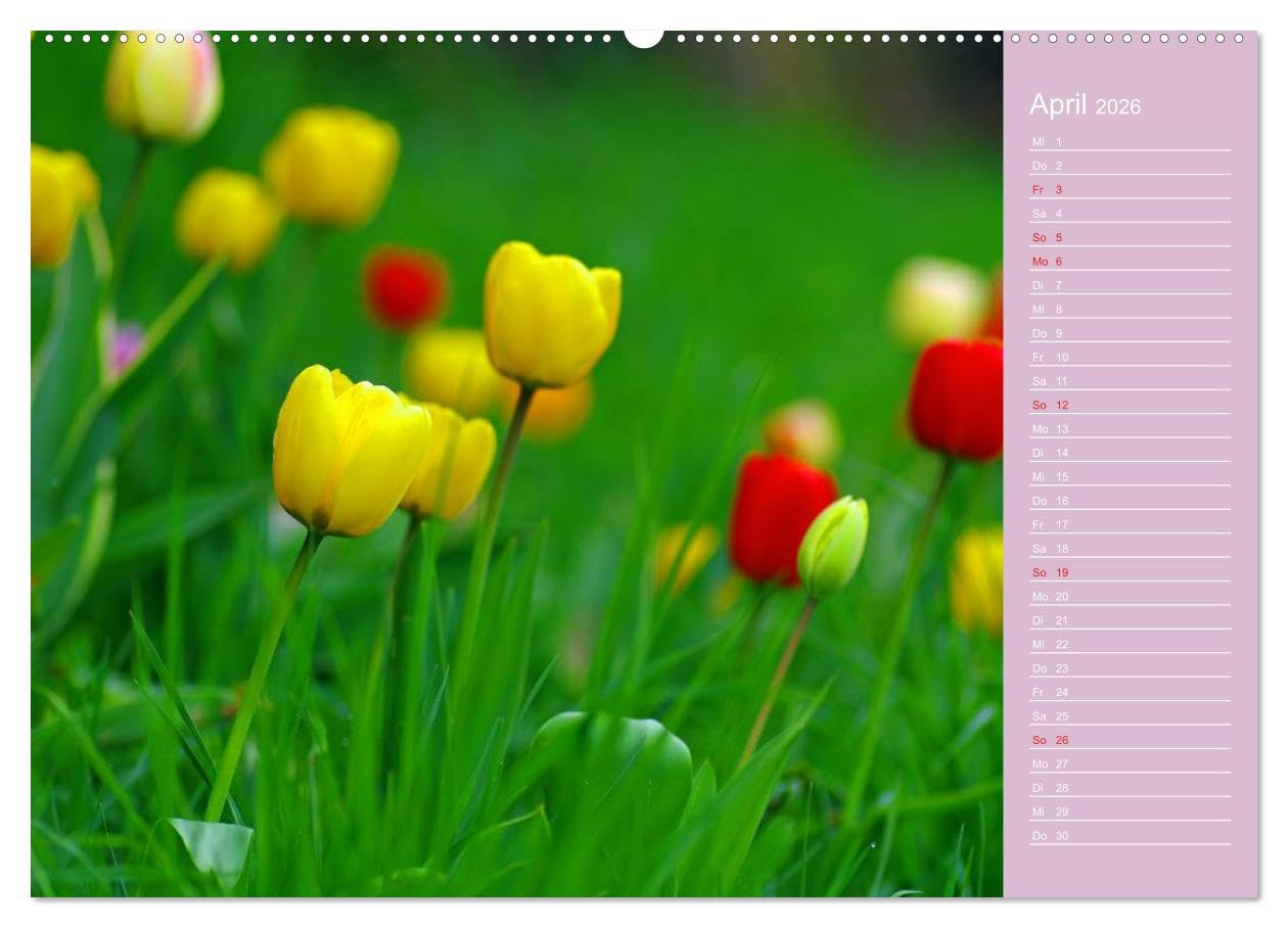 Blumenfreude Schweizer Kalendarium (hochwertiger Premium Wandkalender 2026 DIN A2 quer), Kunstdruck in Hochglanz: Mit wunderschönen Blumen und Blütenbilder durch das Jahr (CALVENDO Natur)