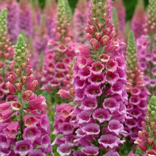 HEIRLOOM NON GMO Stunning Pink Foxglove 1000 seeds