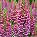 HEIRLOOM NON GMO Stunning Pink Foxglove 1000 seeds
