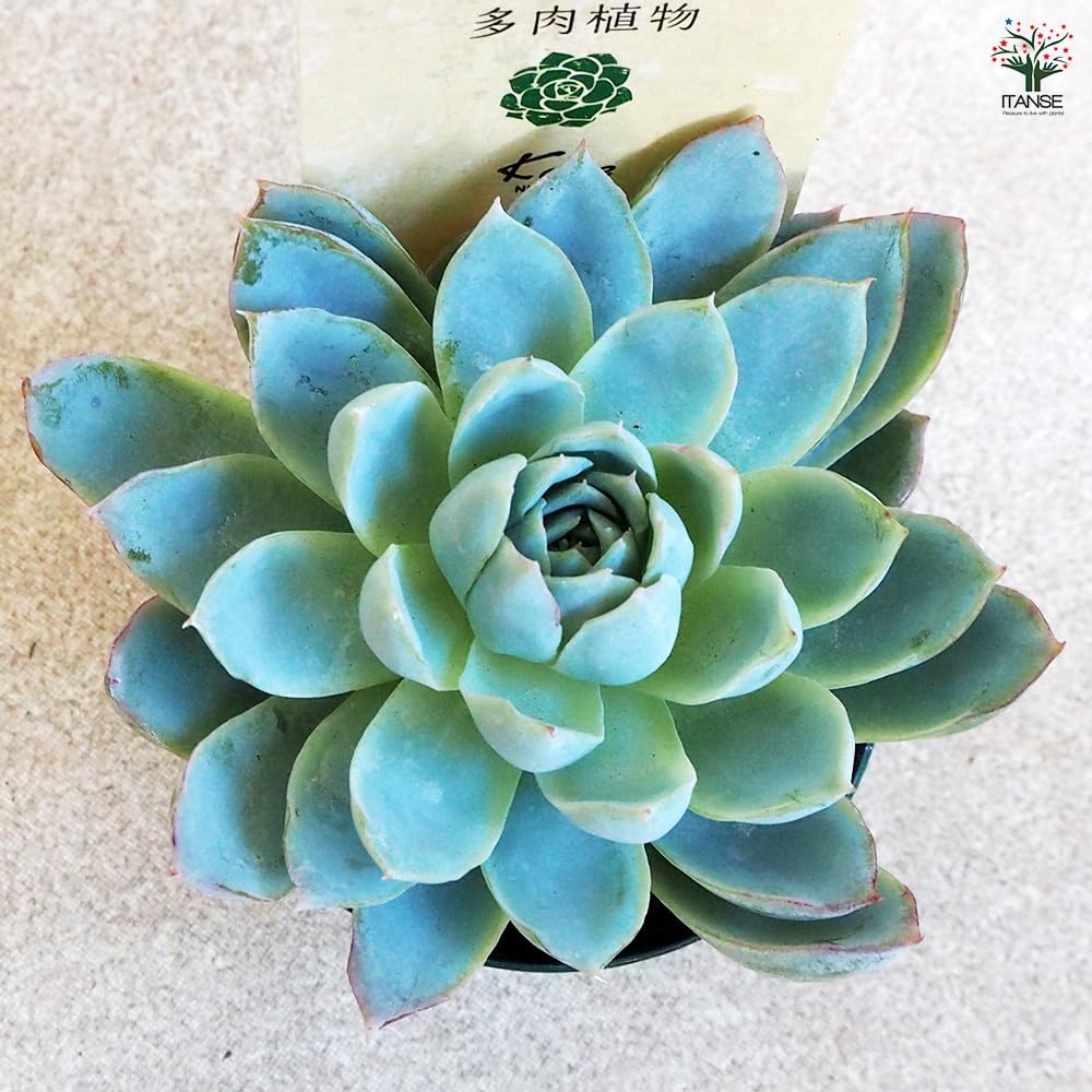 Amazon｜ITANSE 多肉植物 ボイル 2.5号 1個売り【品種で選べる