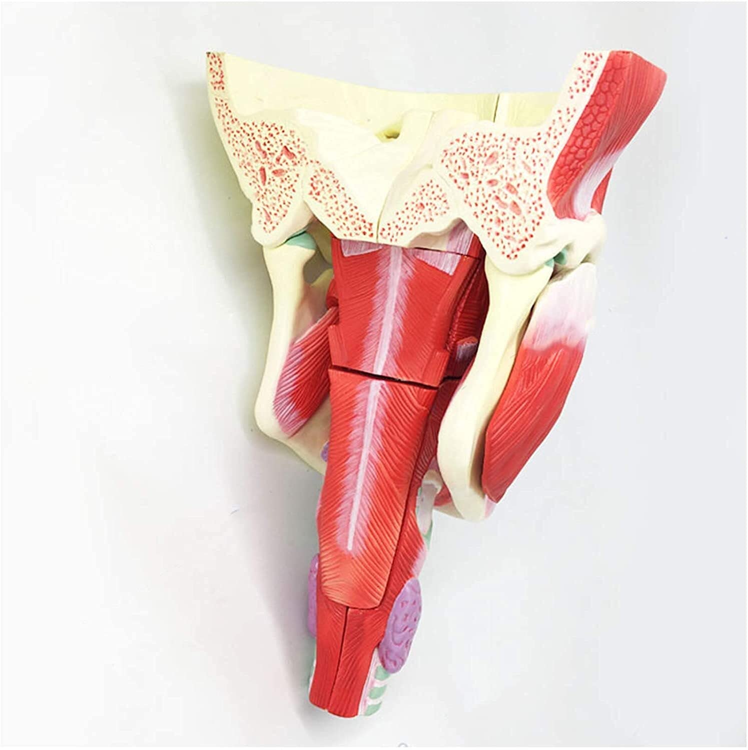 Anatomia Jama Nosowa Model Gardła Model Narządów Ludzkich Materiał Pcv Model Naczyniowo-Nerwowy Model Medyczny Pomoce Dydaktyczne