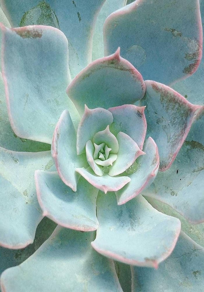 Teal Succulent Vertical Poster Print by Susan Bryant (24 x 36)