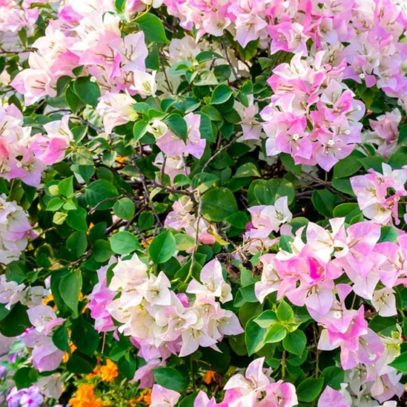 3 Bougainvillea Vine Plants, Bougainvillea Plants Live for Outdoor Landscaping and Containers, 4-7 Inch Tall Well-Rooted, No Pot (Delight Bougainvillea)