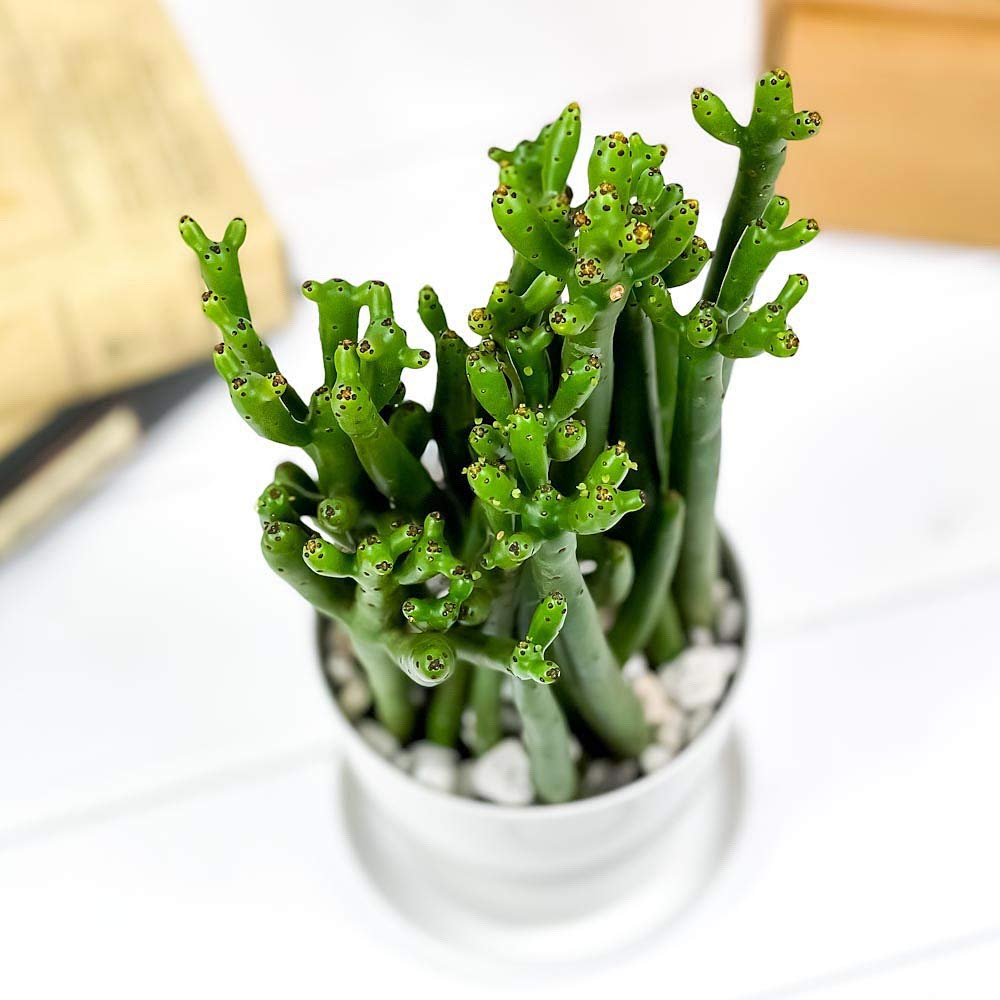 Amazon｜PLANCHU 多肉植物 ユーフォルビア セドロルム 3.5号鉢 受け皿