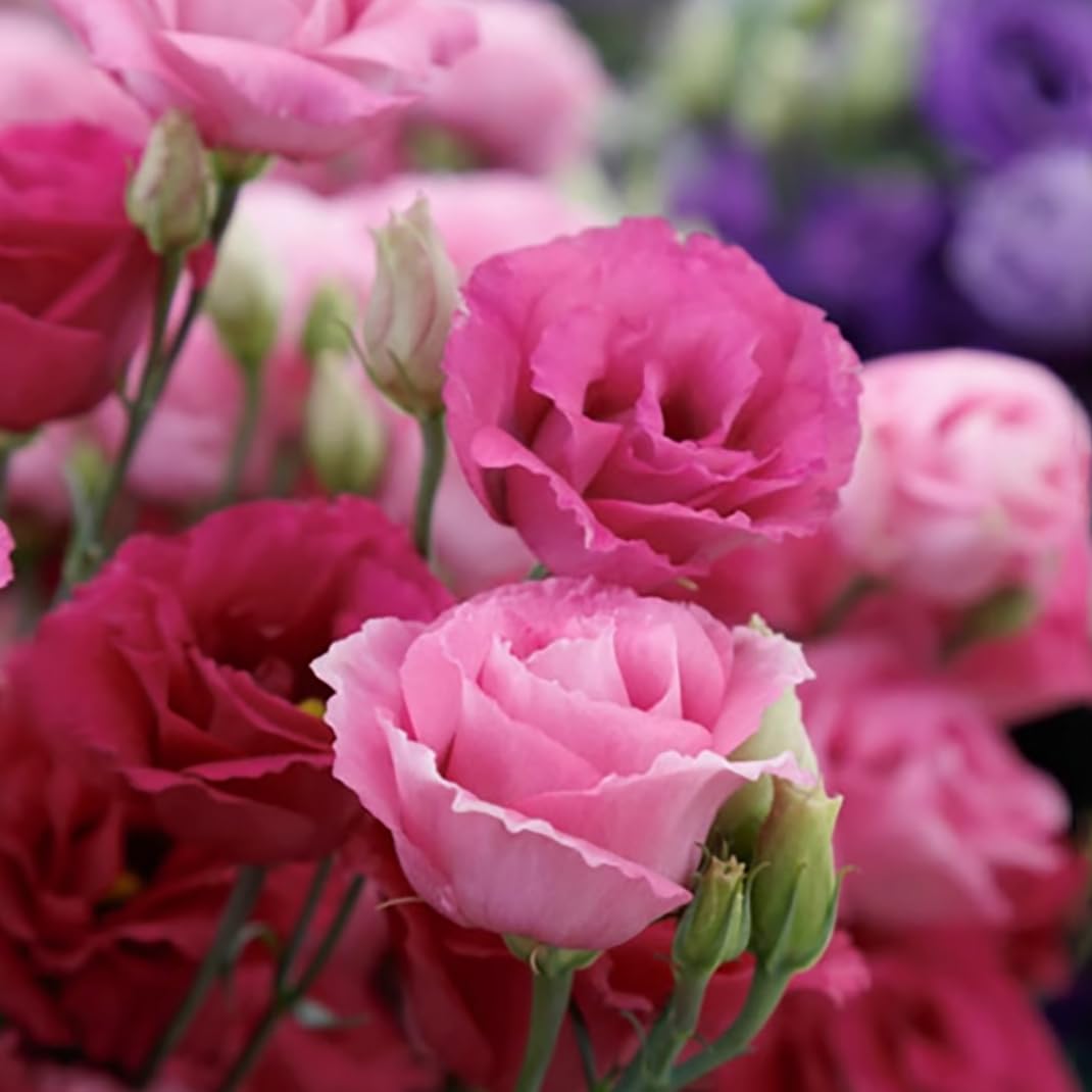 300 szt. Samen Eustoma, Eustoma Grandiflorum Samen, Mischung Eustoma Samen, Bunt Eustoma Samen, Geeignet Zum Pflanzen w Garten und Balkon