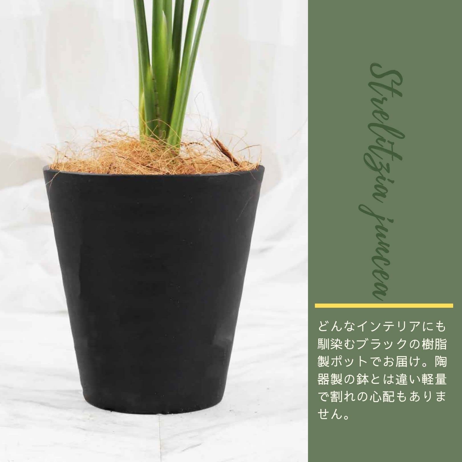 Amazon｜ストレリチア ノンリーフ 6号 受け皿付 【観葉植物 本物